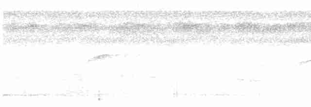White-flanked Antwren - ML191836821