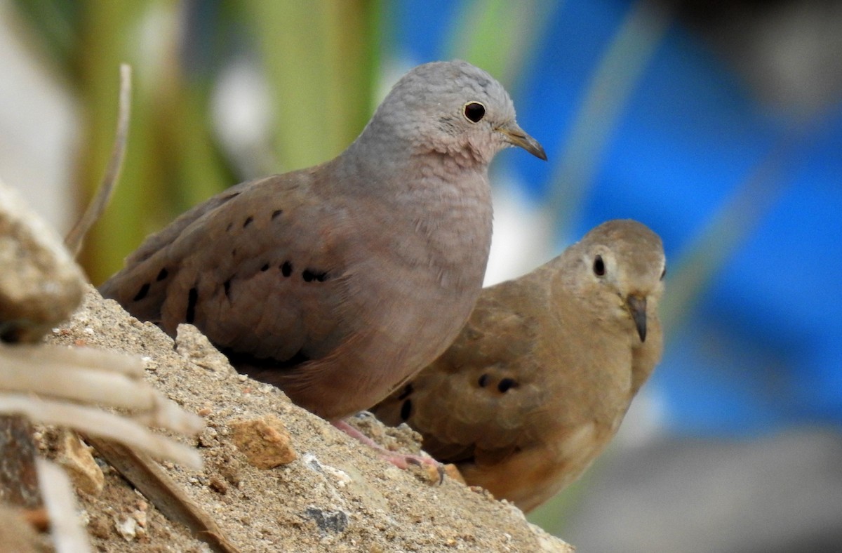Plain-breasted Ground Dove - ML191839721