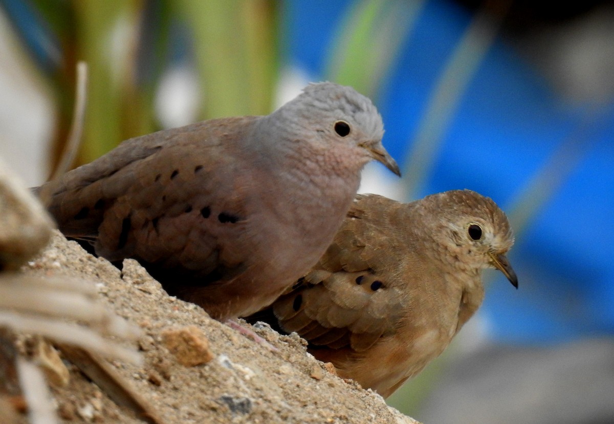 Plain-breasted Ground Dove - ML191839731