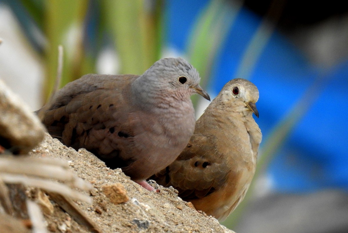 Plain-breasted Ground Dove - ML191839741