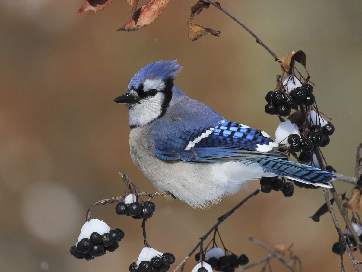 Blue Jay (Cyanocitta cristata)