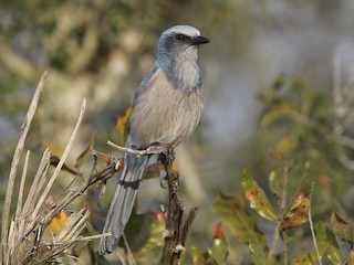  - Florida Scrub-Jay