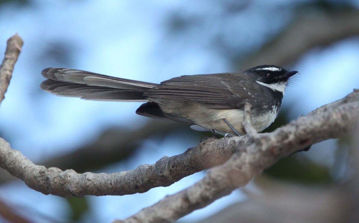 Spot-breasted Fantail - ML191846341