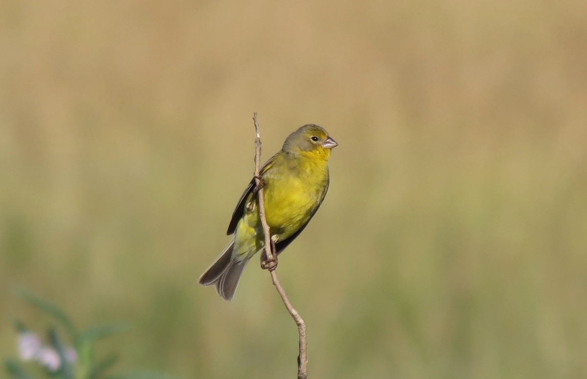 Grassland Yellow-Finch - ML191846791