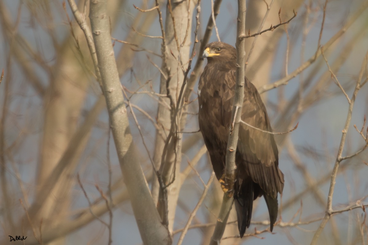Greater Spotted Eagle - Dobrin Botev