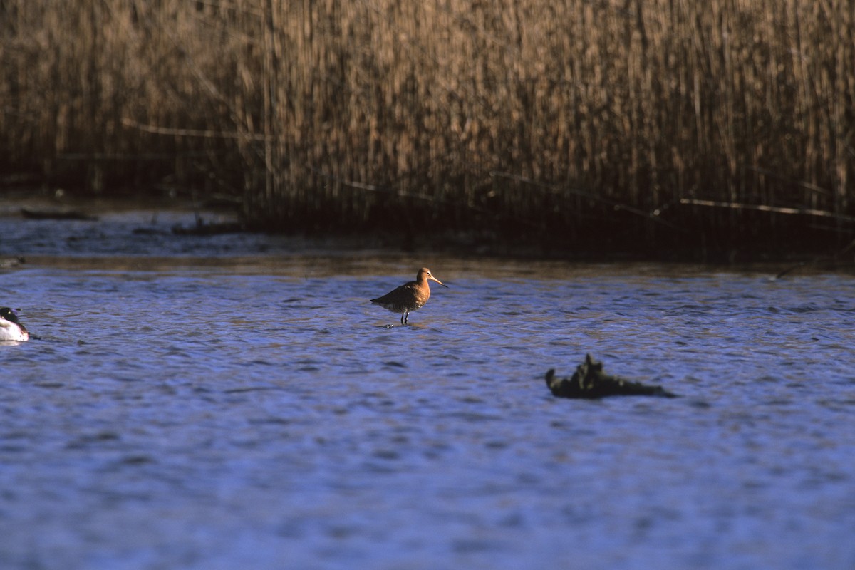Black-tailed Godwit (islandica) - ML191853561