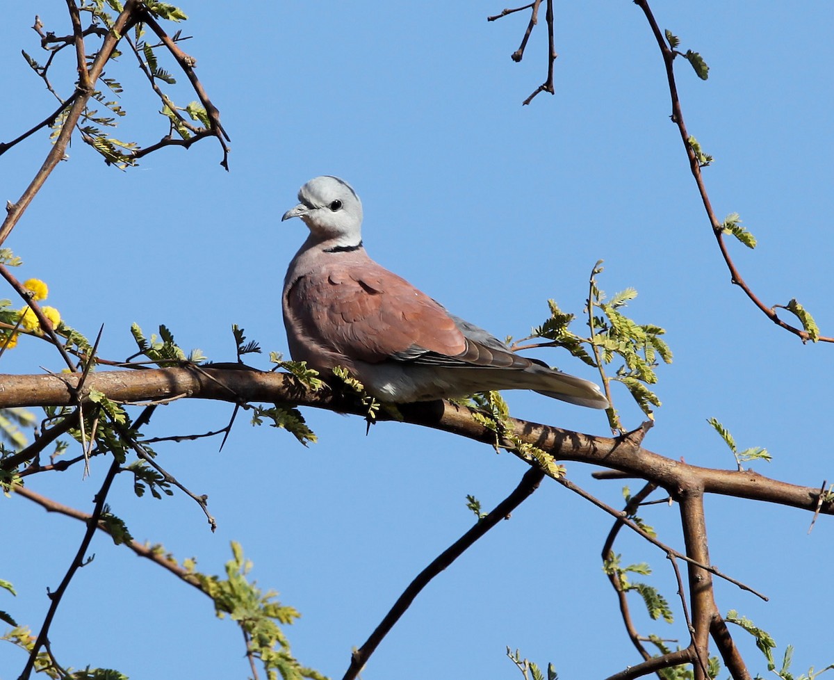 Red Collared-Dove - ML191858081