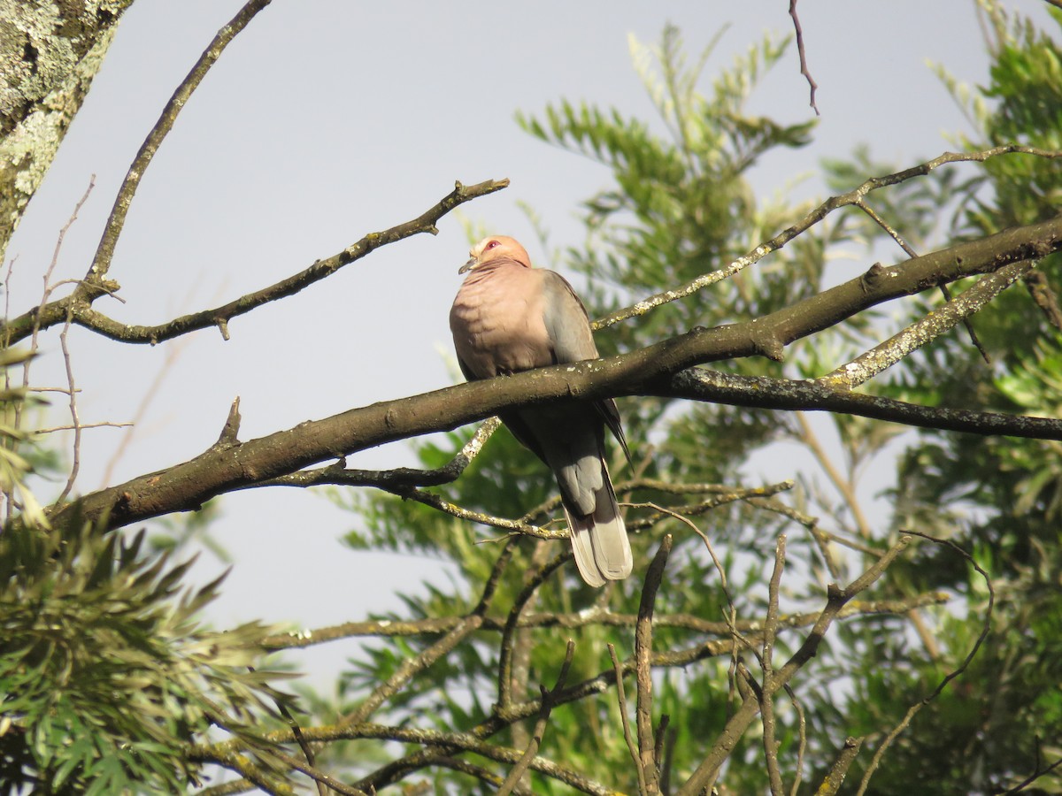 Red-eyed Dove - ML191858511