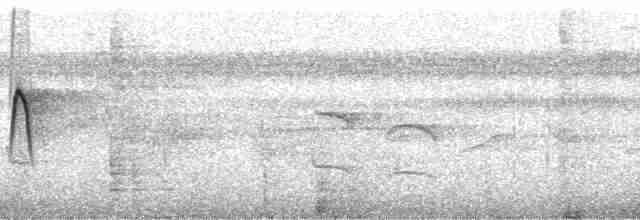 Мухоїд-білозір (підвид ornatus/stellatus) - ML191859