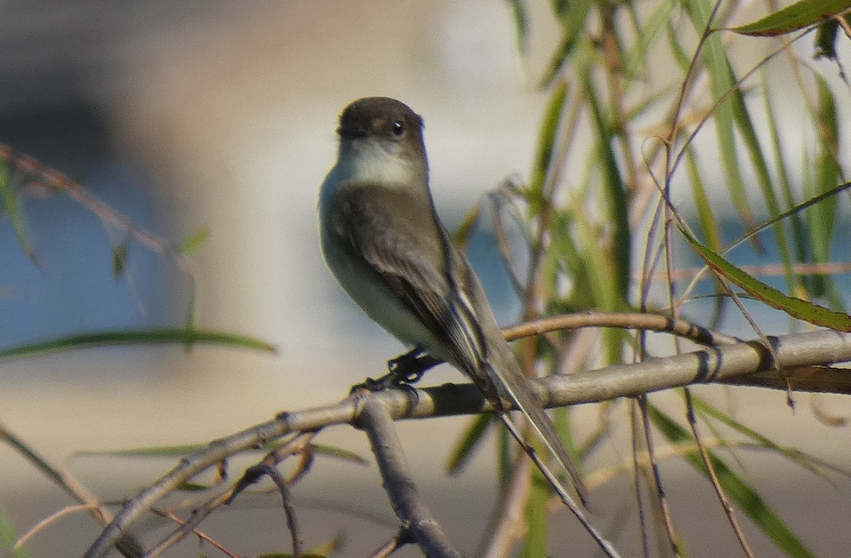 Eastern Phoebe - Ned Wallace & Janet Rogers