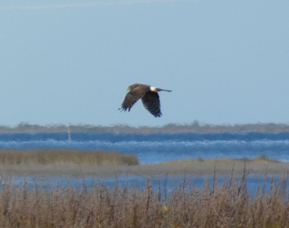 Northern Harrier - Ned Wallace & Janet Rogers