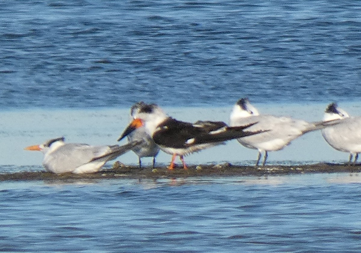 Royal Tern - Ned Wallace & Janet Rogers
