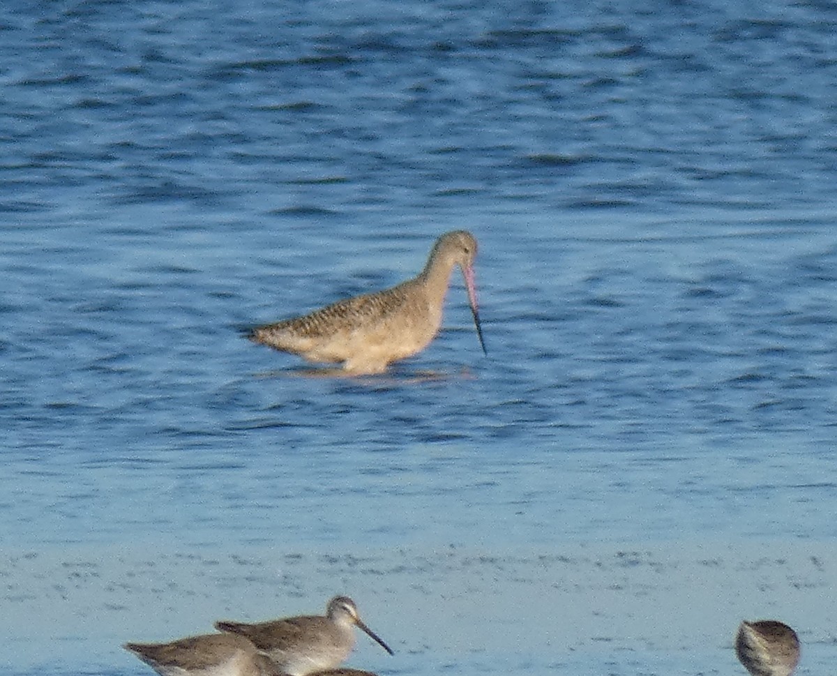 Marbled Godwit - Ned Wallace & Janet Rogers