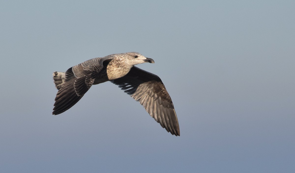 Great Black-backed Gull - Jacob Spinks