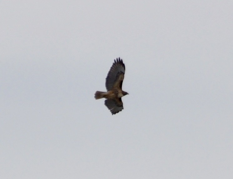 Red-tailed Hawk - ML191863591