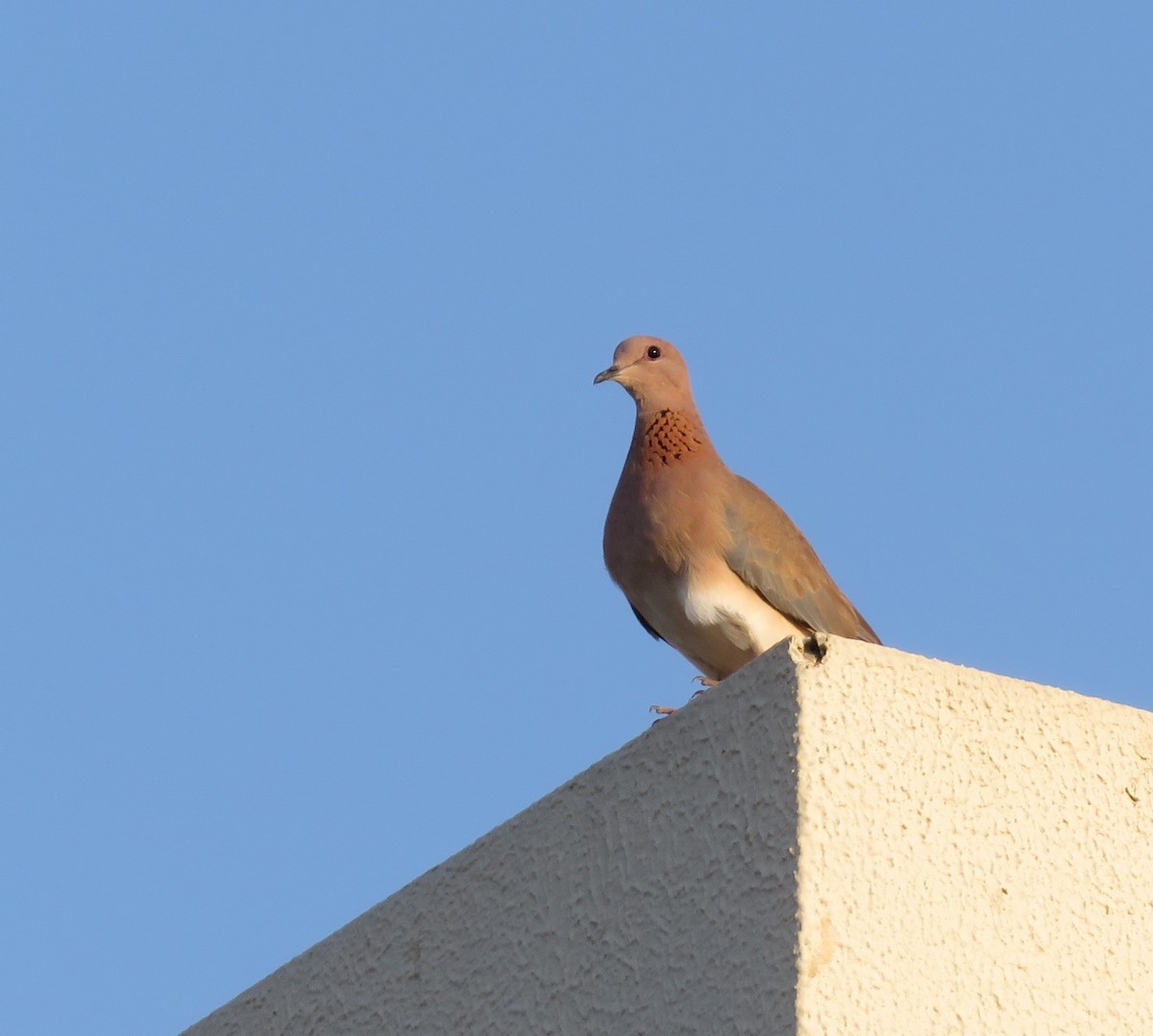 Laughing Dove - ML191865781