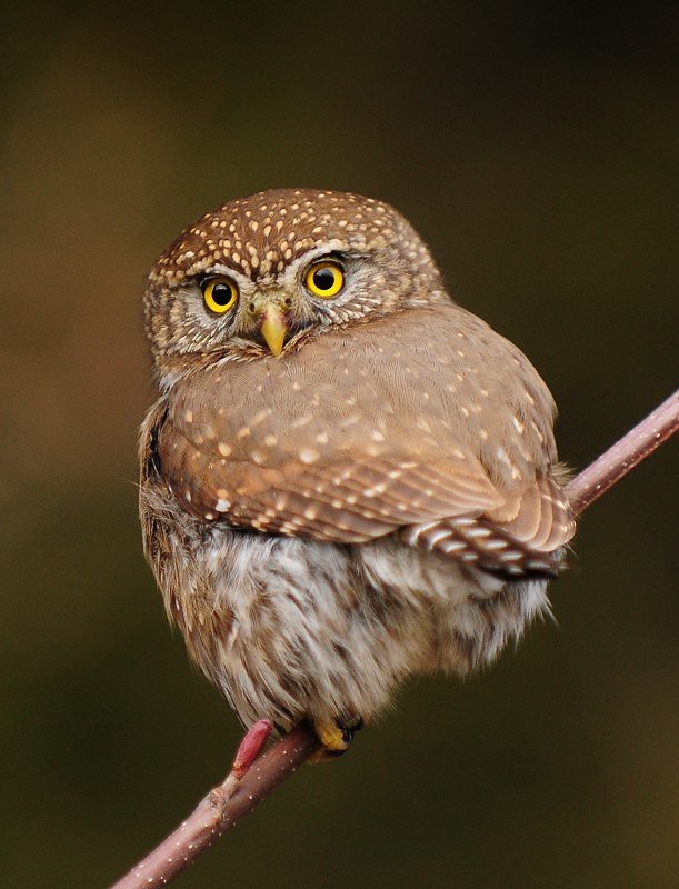 Northern Pygmy-Owl - Gord Gadsden