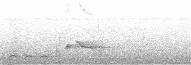 Tahiti Reed Warbler - ML191889321