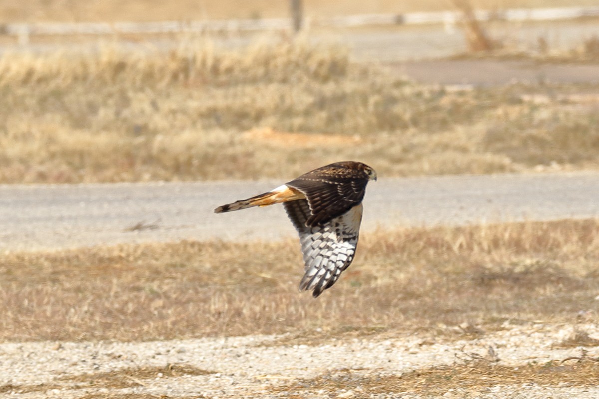 eBird Checklist 6 Dec 2019 Twin Buttes Reservoir 8 species