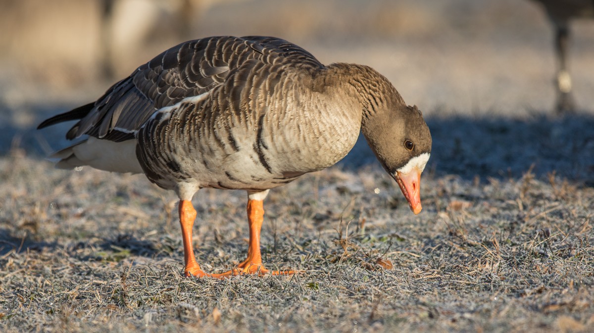 Greater White-fronted Goose - Jeff Timmons