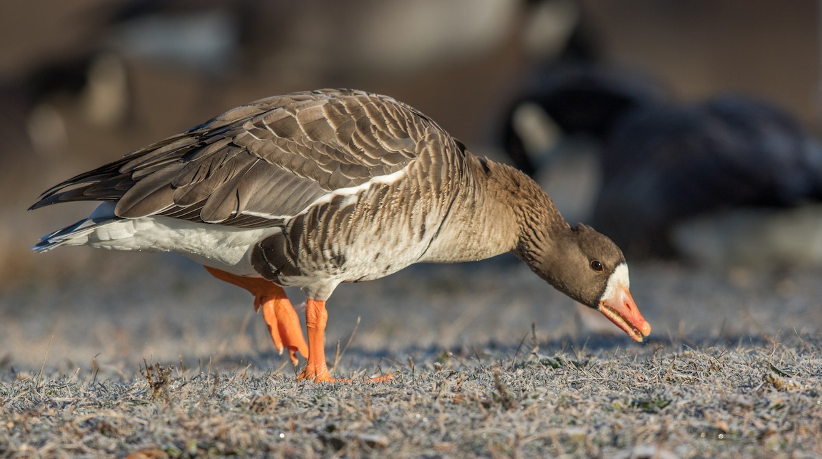 Greater White-fronted Goose - ML191899651