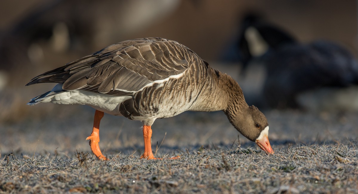 Greater White-fronted Goose - ML191899681