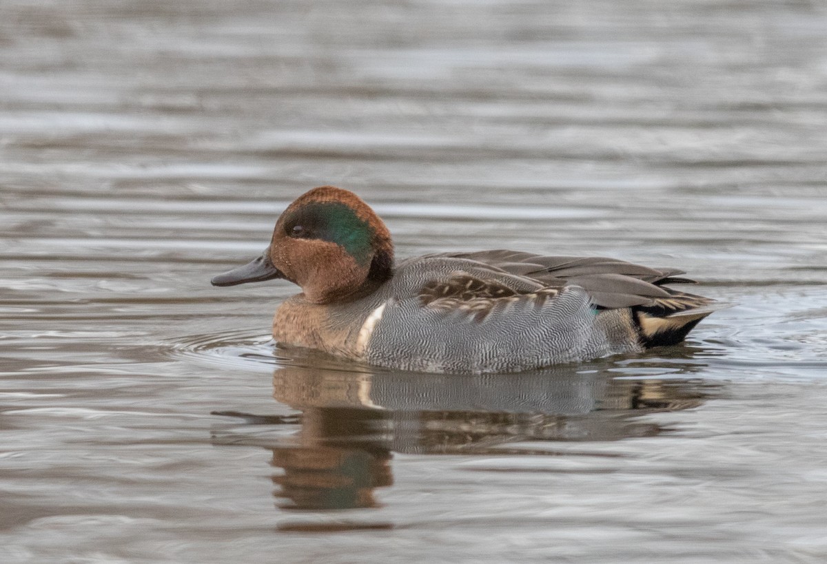 Green-winged Teal - ML191900051