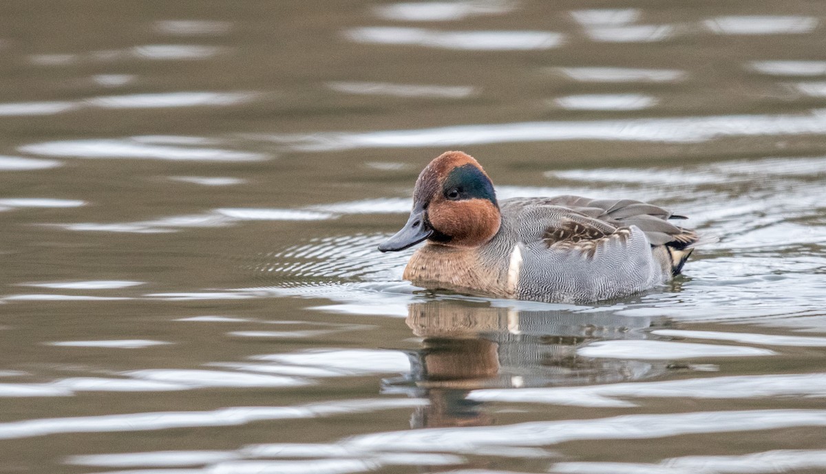 Green-winged Teal - ML191900061