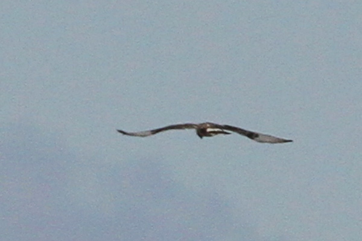 eBird Checklist - 7 Dec 2019 - Parker River NWR - 23 species