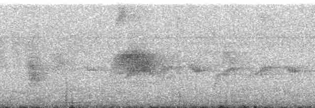 holub bledoprsý - ML191911