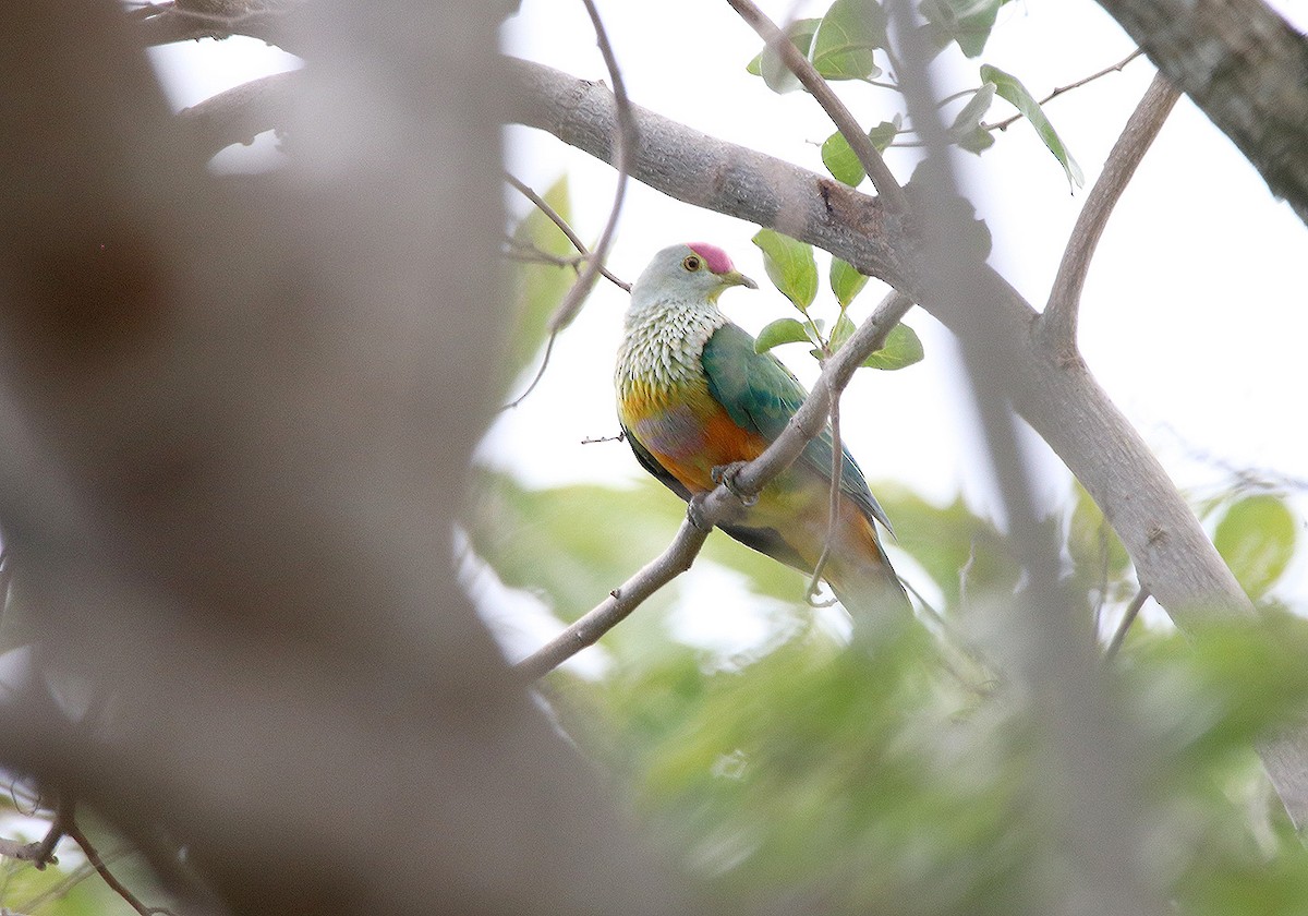 Rose-crowned Fruit-Dove - Tim Avery