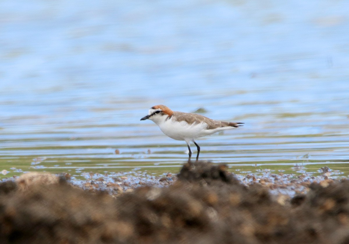 Red-capped Plover - Tim Avery