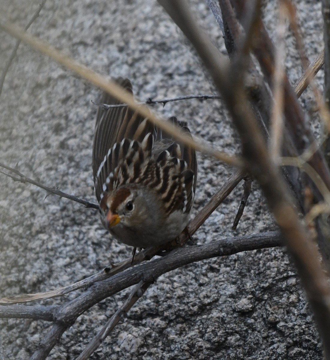 White-crowned Sparrow - ML191912451
