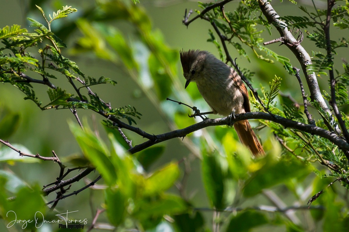 Brown-capped Tit-Spinetail - ML191913341