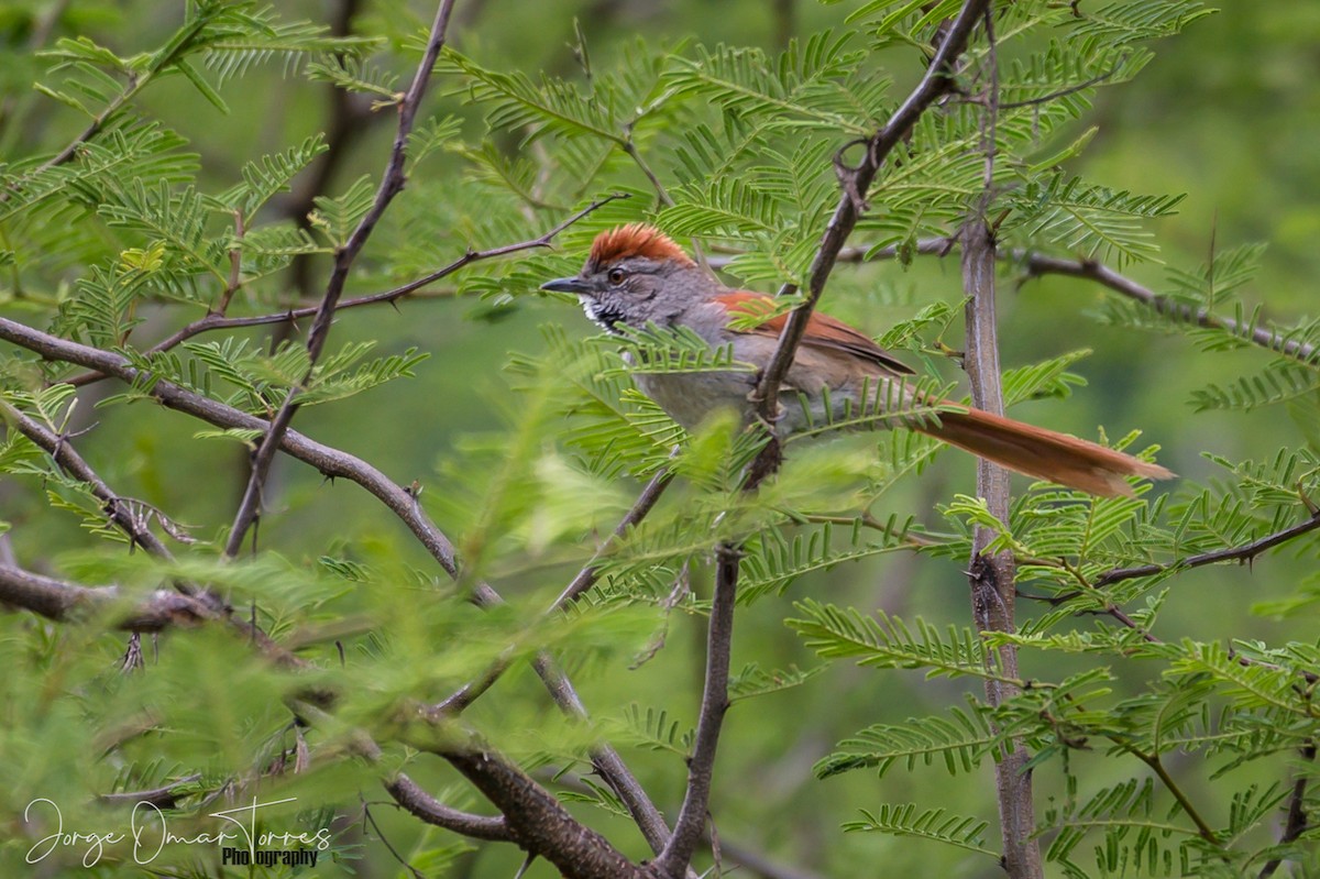 Sooty-fronted Spinetail - ML191913431