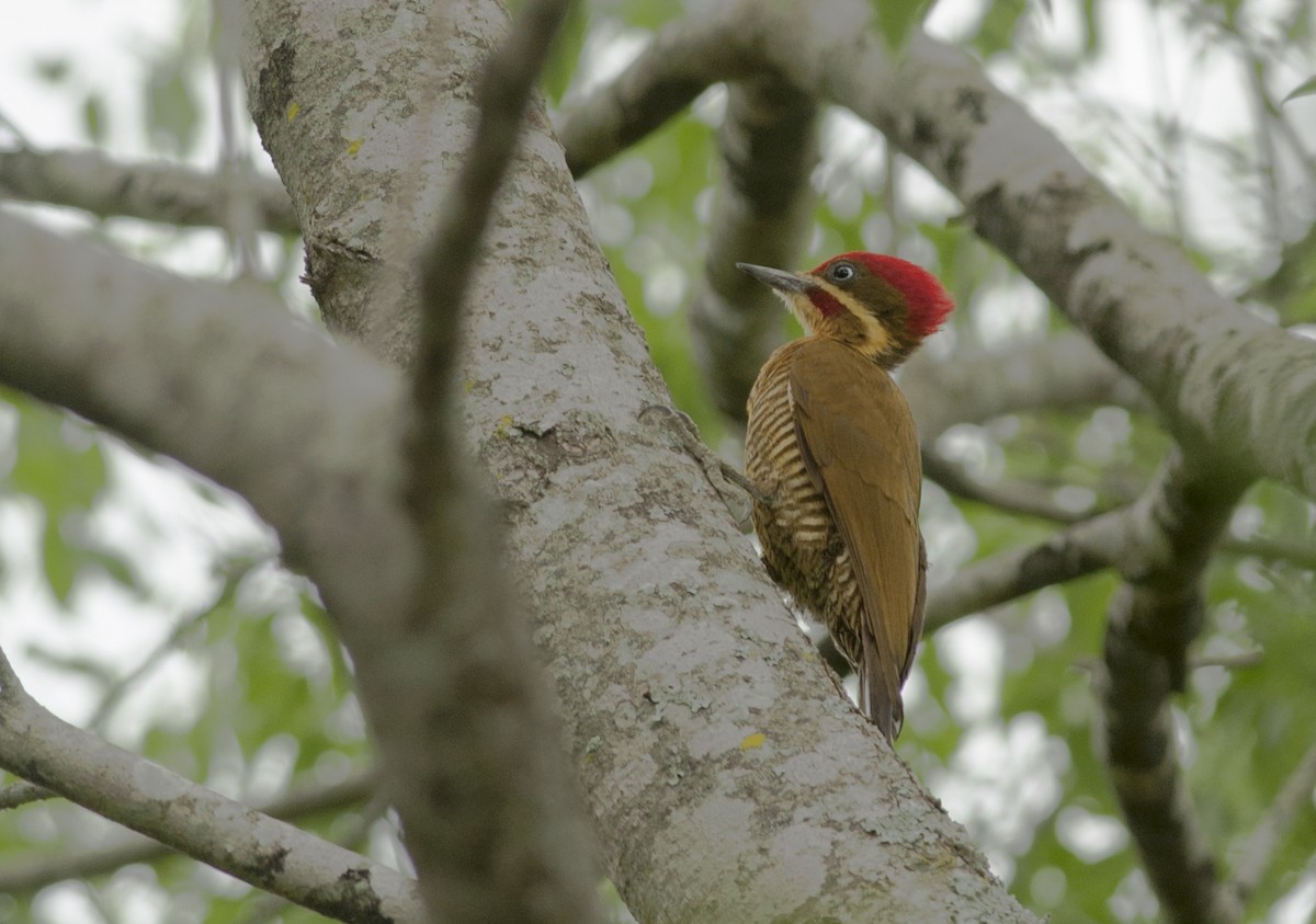 Golden-green Woodpecker - ML191913531