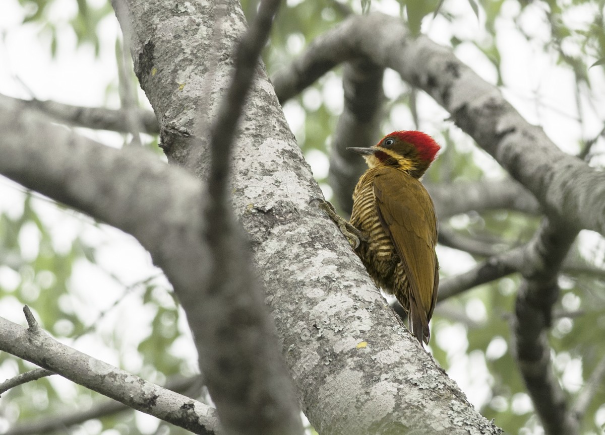 Golden-green Woodpecker - ML191913561