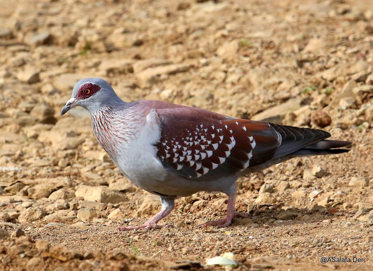 Speckled Pigeon - ML191914741