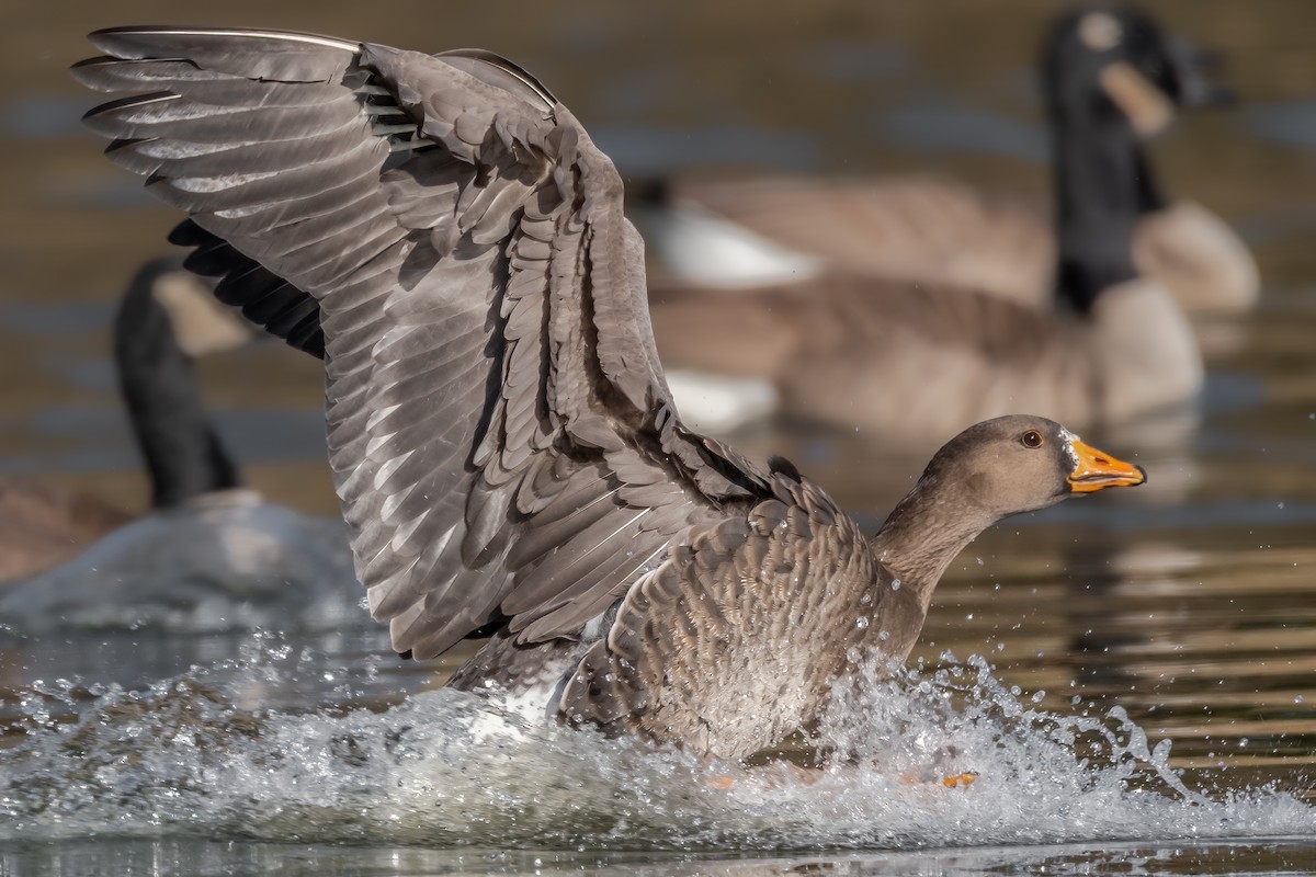 Greater White-fronted Goose - Kevin  Fox