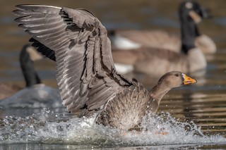 Greater White-fronted Goose, ML191915791