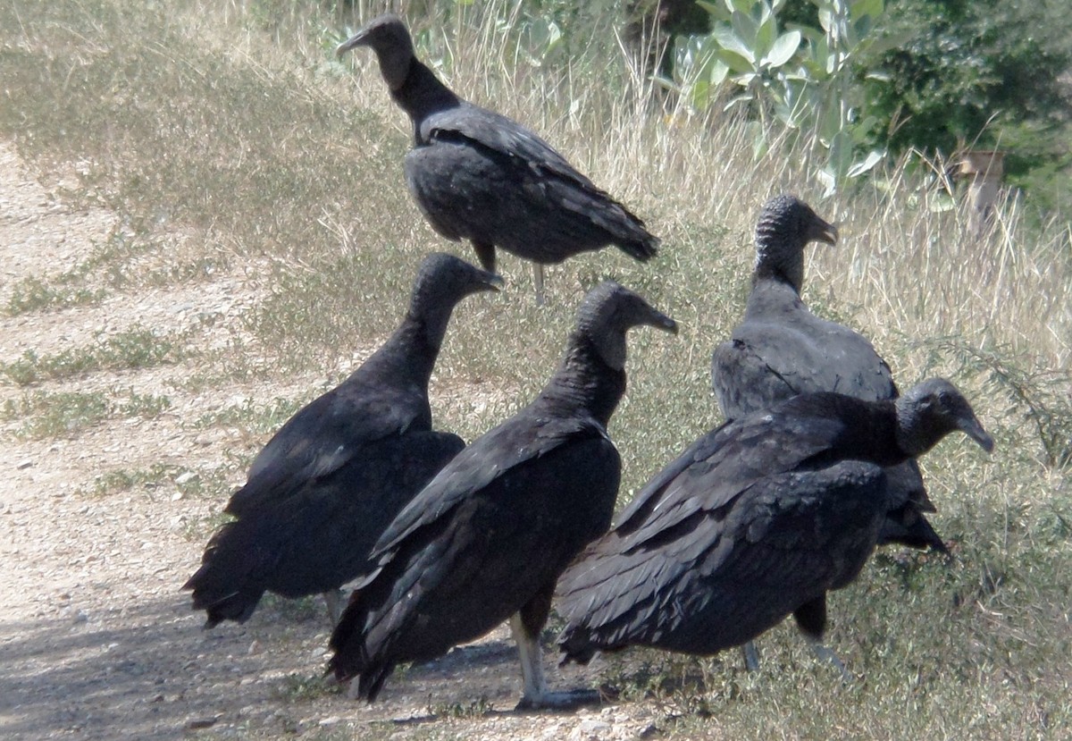 Black Vulture - Alfredo Correa