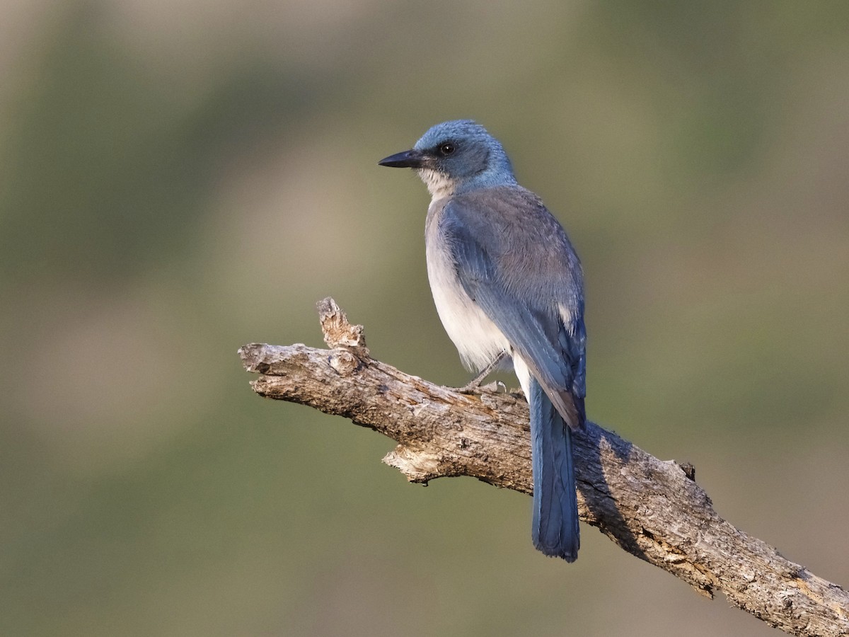 メキシコカケス Ebird