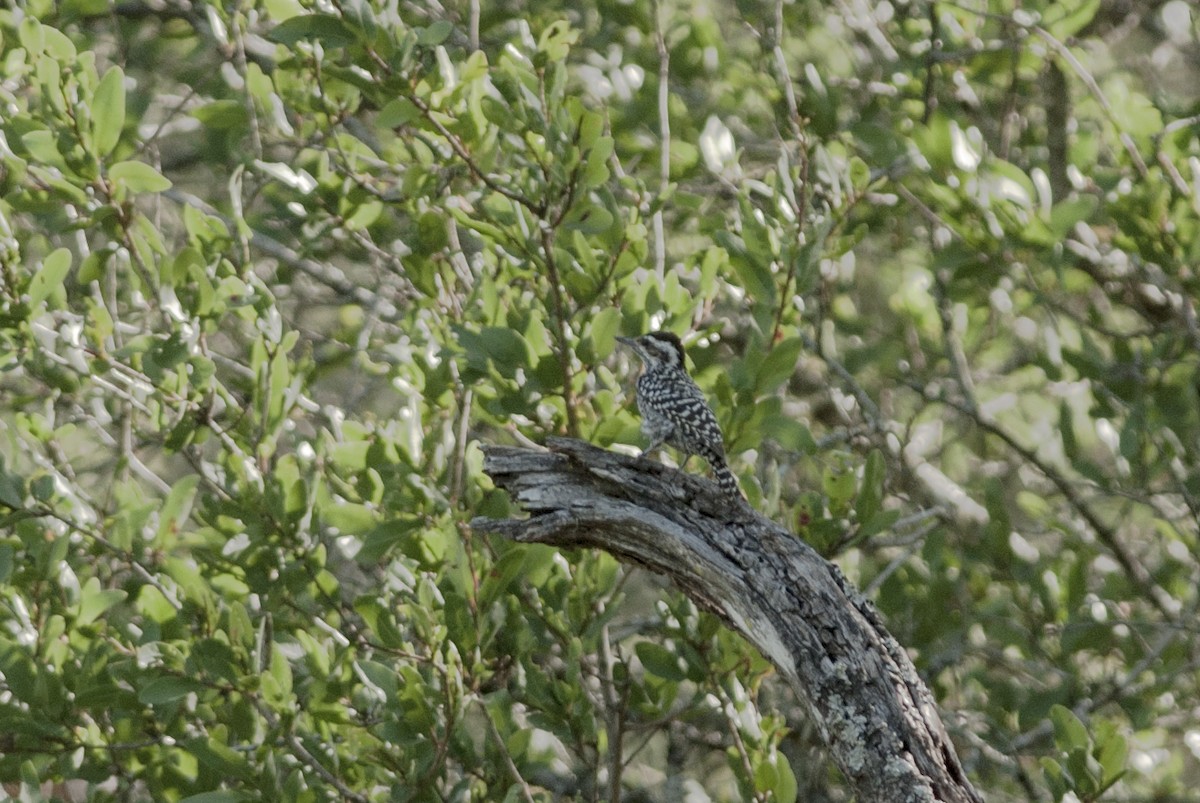 Checkered Woodpecker - ML191918171