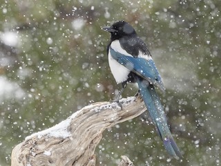  - Black-billed Magpie