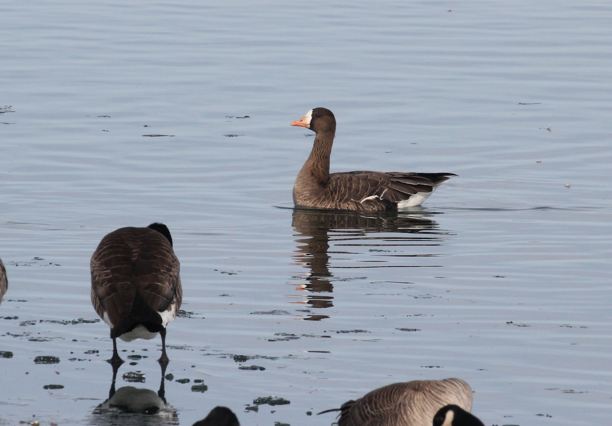 Greater White-fronted Goose - ML191920821