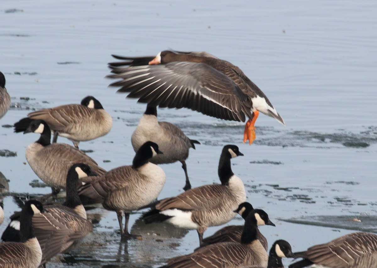 Greater White-fronted Goose - Adrian Lakin