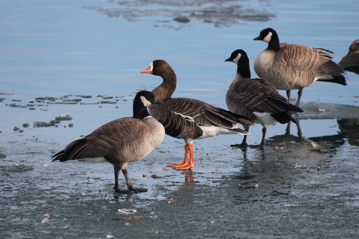 Greater White-fronted Goose - ML191920901