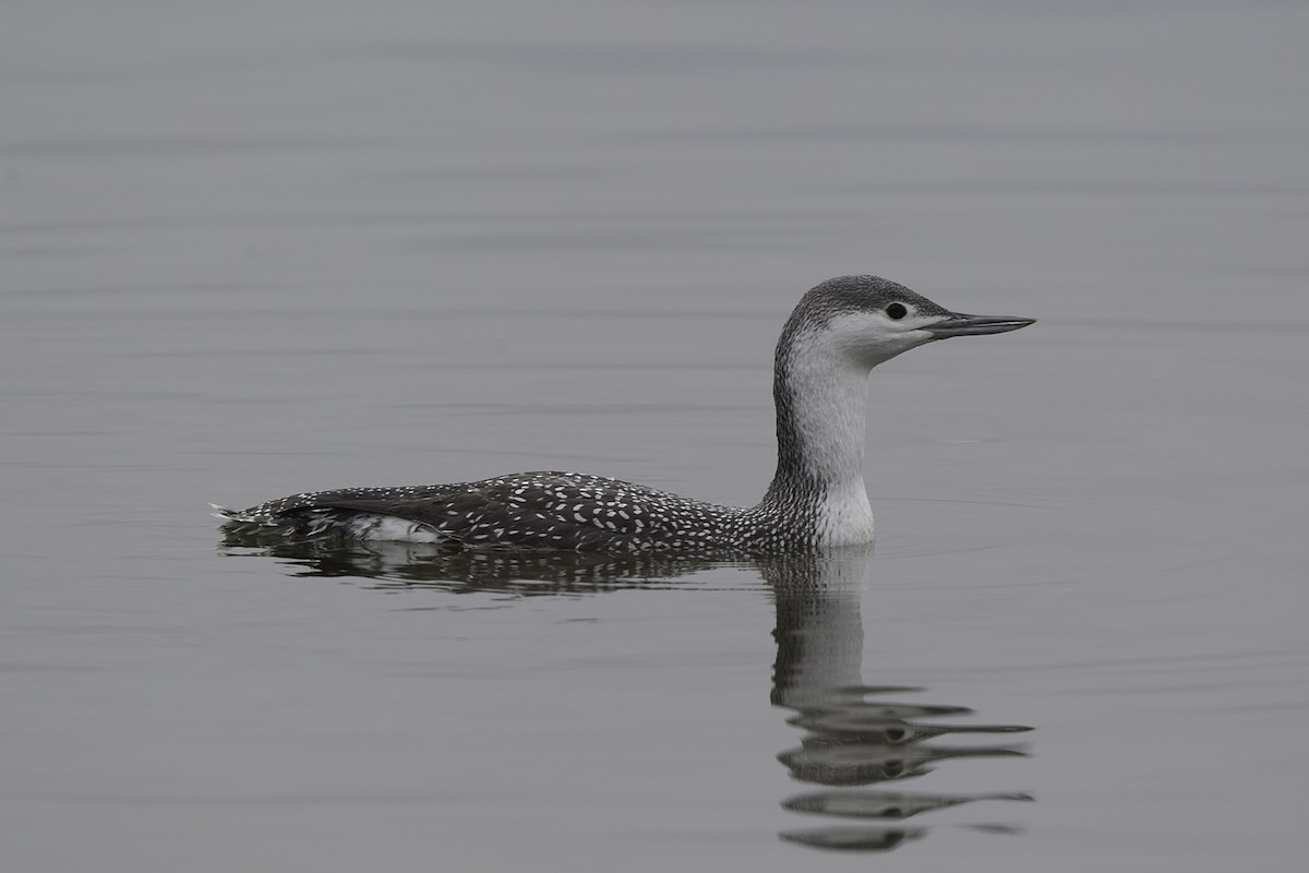 Red-throated Loon - Dave Jurasevich