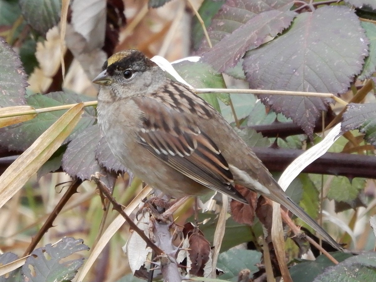 Golden-crowned Sparrow - ML191925811