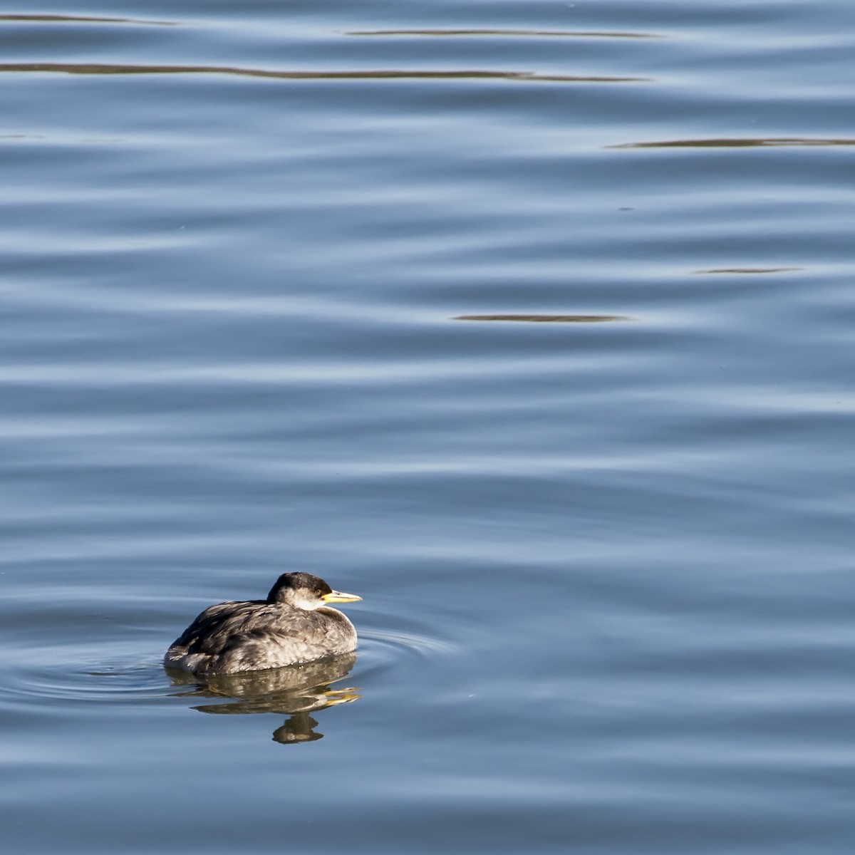 Red-necked Grebe - ML191929691